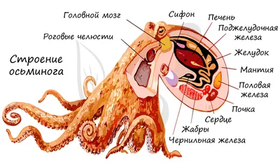 Обыкновенный осьминог — Википедия