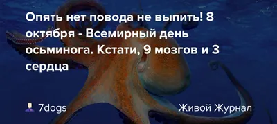 У осьминога 3 сердца, 9 мозгов и 8 щупалец. У людей нет щупалец, а у  некоторых нет ни мозгов, ни сердца. Хотя это и не новость вовсе. | Instagram