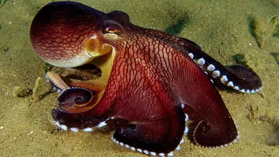 Осьминоги в средиземном море - 58 фото