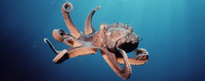 Мегамилый переливающийся осьминог в …» — создано в Шедевруме