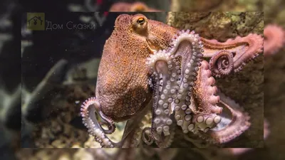 Горящее сердце под водой. осьминог» — создано в Шедевруме