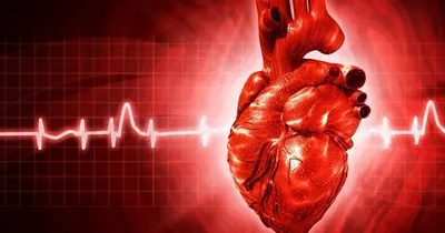 Кардиологи выяснили, как восстановить сердце после инфаркта - Кубанские  новости