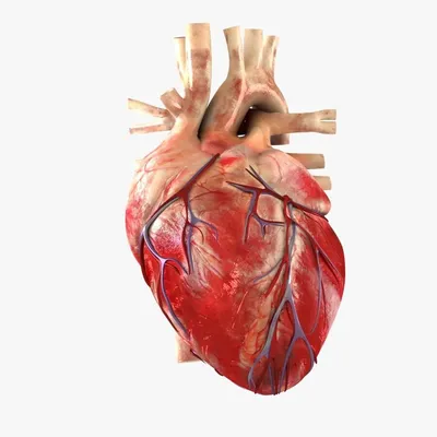 Тук-Тук! Как поддержать сердце после инфаркта | Доктор Дарья Шандер | Дзен