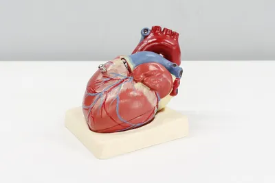 Ученые нашли вещество для защиты сердца после инфаркта | Телеканал  Санкт-Петербург