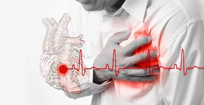 Тропоэластин: Найден способ полностью восстановить сердце после инфаркта
