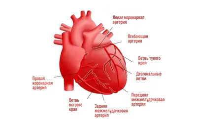 Насколько точно УЗИ может показать инфаркт миокарда? - Горизонт - центр  медицины