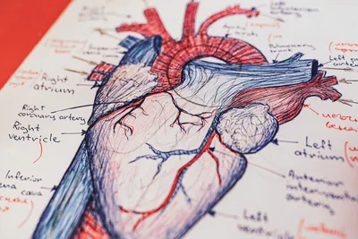 Первые признаки инфаркта у пожилых людей – причины, симптомы и диагностика