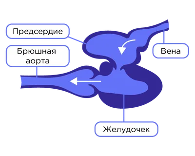 Рыбы биология - строение, надкласс и классы