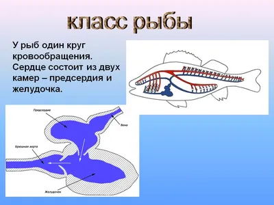 Есть ли у рыбы сердце? - Детский Портал Знаний