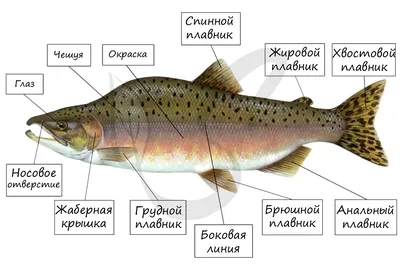 Растопи сердце рыбы, а то он …» — создано в Шедевруме