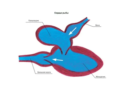 Есть ли сердце у рыбы