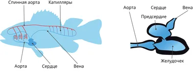 Рыбы на красных плите и стетоскопе сердца Стоковое Изображение -  изображение насчитывающей питание, управление: 70063861