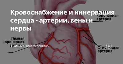 Анатомия для студентов медицинских ВУЗов (часть 2: Анатомия сердца) | Good  doctor | Дзен