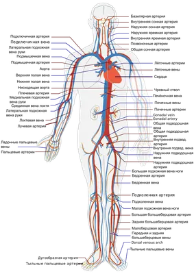 Краткий обзор врожденных сердечно-сосудистых аномалий (Overview of  Congenital Cardiovascular Anomalies) - Педиатрия - Справочник MSD  Профессиональная версия