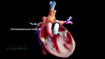 Сердечно-сосудистая система и что в нее входит