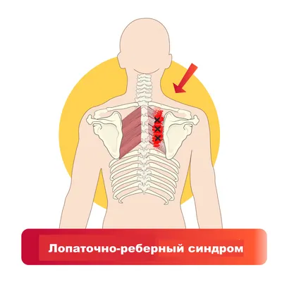 Сердце человека: где находится, как выглядит и работает, почему может болеть