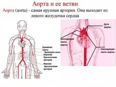 Практические рекомендации МОУАГ (обновленные): скрининг сердца плода