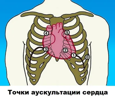 Ответы Mail.ru: с какой стороны находится сердце?