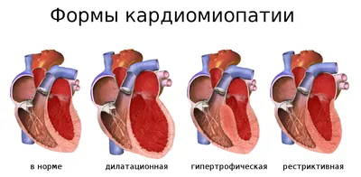 Анатомия и физиология сердечно-сосудистой и дыхательной систем у рептилий.  Часть 1