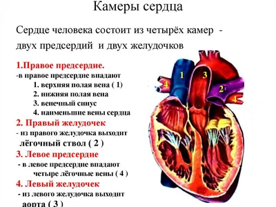 Анатомия для студентов медицинских ВУЗов (часть 2: Анатомия сердца) | Good  doctor | Дзен