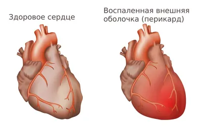 Сердце собаки фото фото