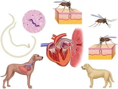 Модель сердца и легких собаки - 1019586 - W33376 - 9151 - Зоологические  заболевания - 3B Scientific