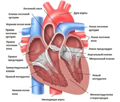 Болезни сердца собак - Докторвет