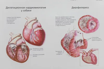Кровеносная система собак: сердце, сосуды | PRO PLAN