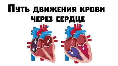 Какая группа крови защищает от проблем с сердцем