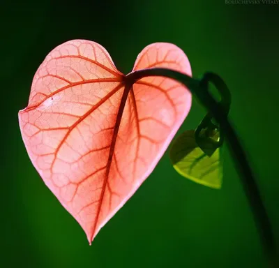50 красивых сердец, созданных природой!!!: Персональные записи в журнале  Ярмарки Мастеров