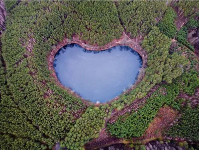 Фотообои Пурпурное сердце природы | Купить в Москве, низкие цены,  интернет-магазин Artpolygraf