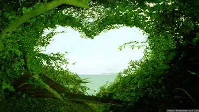 естественная форма сердца PNG , сердце, природа, лист PNG картинки и пнг  PSD рисунок для бесплатной загрузки