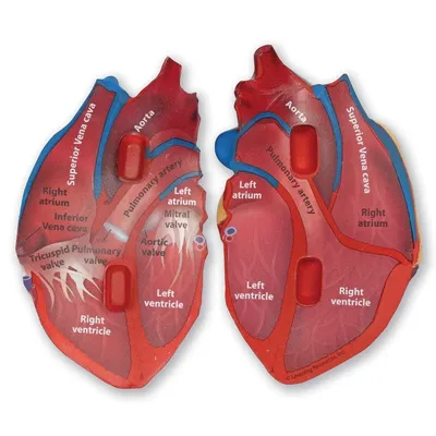 Картинки сердце человека (45 фото)