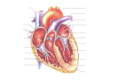 Сердце — стоковая векторная графика и другие изображения на тему Поперечный  разрез - Поперечный разрез, Сердце человека, Анатомия - iStock