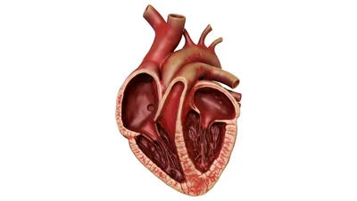 Файл STL Анатомическое сердце человека в поперечном разрезе 🎒・Модель  3D-принтера для загрузки・Cults