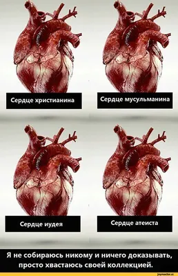 Человеческое Сердце В Разрезе Часть Структуры Сердца — стоковая векторная  графика и другие изображения на тему Анатомия - iStock