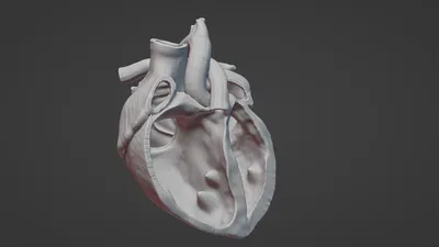 Человеческое сердце в разрезе | Пикабу