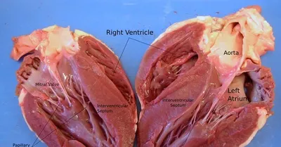 Сердце в разрезе | Пикабу