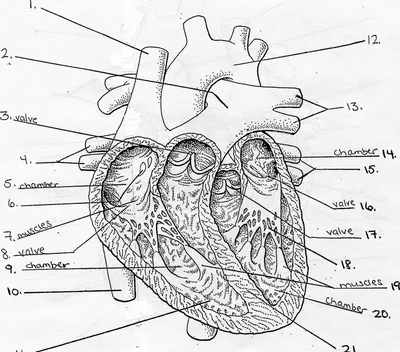 Анатомическое сердце в натуральную величину в разрезе. №672774 - купить в  Украине на Crafta.ua