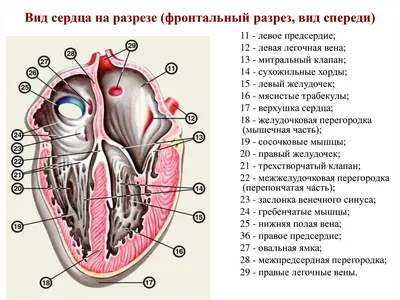 Как Нарисовать Сердце Человека (58 Фото)
