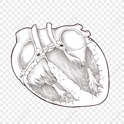Анатомическое сердце в натуральную величину с горным хрусталем в разрезе.  №909208 - купить в Украине на Crafta.ua