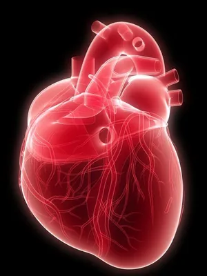 Анатомия Поперечного Сечения Человеческого Сердца — стоковые фотографии и  другие картинки Поперечный разрез - Поперечный разрез, Сердце, Анатомия -  iStock