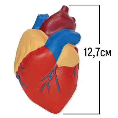 Демонстрационный материал Сердце человека, модель в разрезе, 12.5 см