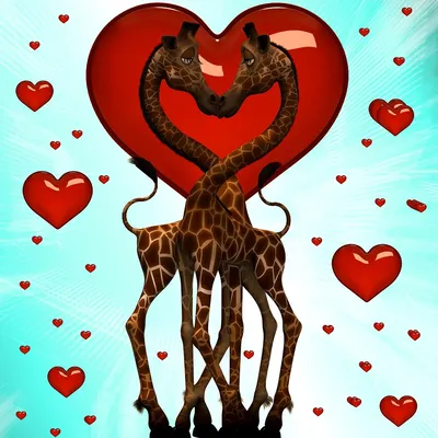Сердце жирафа фото фото