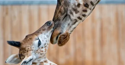 Wiki Nature - Жираф. Жираф (лат. Giraffa camelopardalis) — млекопитающее из  отряда парнокопытных, семейства жирафовых. Является самым высоким наземным  животным планеты. Для отличия от родственного ему окапи («лесного жирафа»)  иногда называется степным