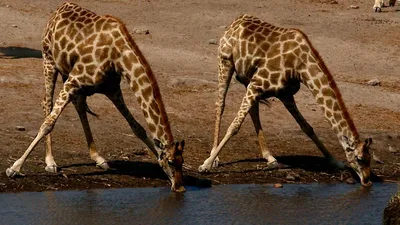 Жираф (лат. Giraffa camelopardalis), самое высокое животное... Африка... —  Глеб Брянский на TenChat.ru