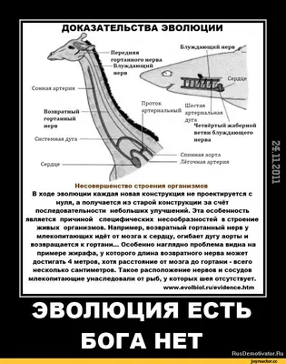 Жираф. Взорвать. Потепление сердца. Еда из ведра. Голубое небо.  Разбросанные облака Стоковое Изображение - изображение насчитывающей  расстояние, небо: 179414337