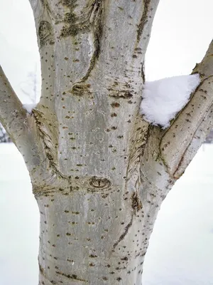 ФотоБлог Торгачкин Игорь Петрович © Igor Torgachkin: Тополь белый,  серебристый / Populus alba