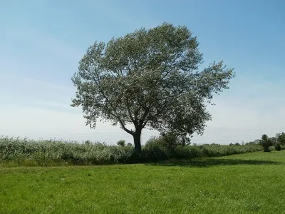 Hiite kuvavõistlus