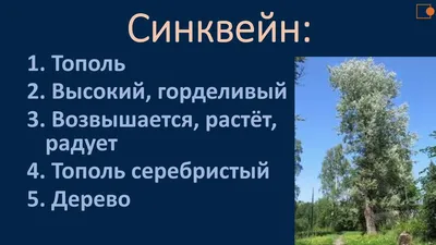 🌿 #Тополь белый, или Тополь серебристый / #Populus alba. Вид лиственных  деревьев из рода Тополь (Populus) семейства Ивовые (Salicaceae). ?… | Дикий  сад, Сад, Дикие